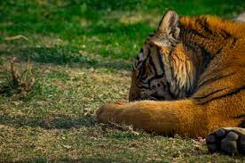 गुरु घासीदास अभयारण्य में एक बाघ की मौत, शिकार की पुष्टि नहीं