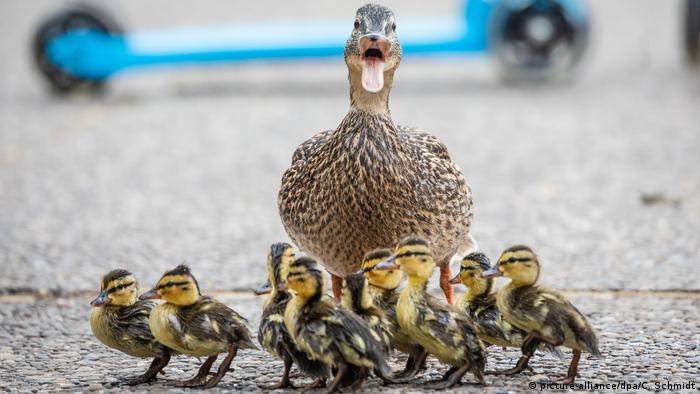 बत्तखों की वजह से जर्मन हाईवे पर एक्सीडेंट