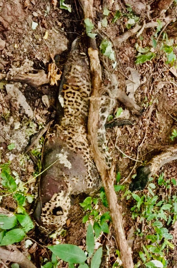 उदंती में तेंदुए का शिकार, दांत, मूछ के बाल ले गए अज्ञात लोग