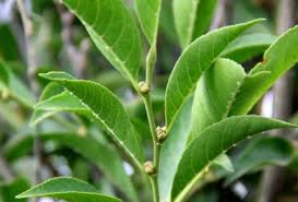 निकिल धातु खाने वाला पेड़