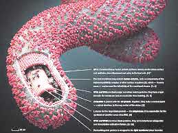  क्या है इबोला वायरस