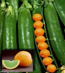 जेनेटिकली मॉडिफाइड फूड