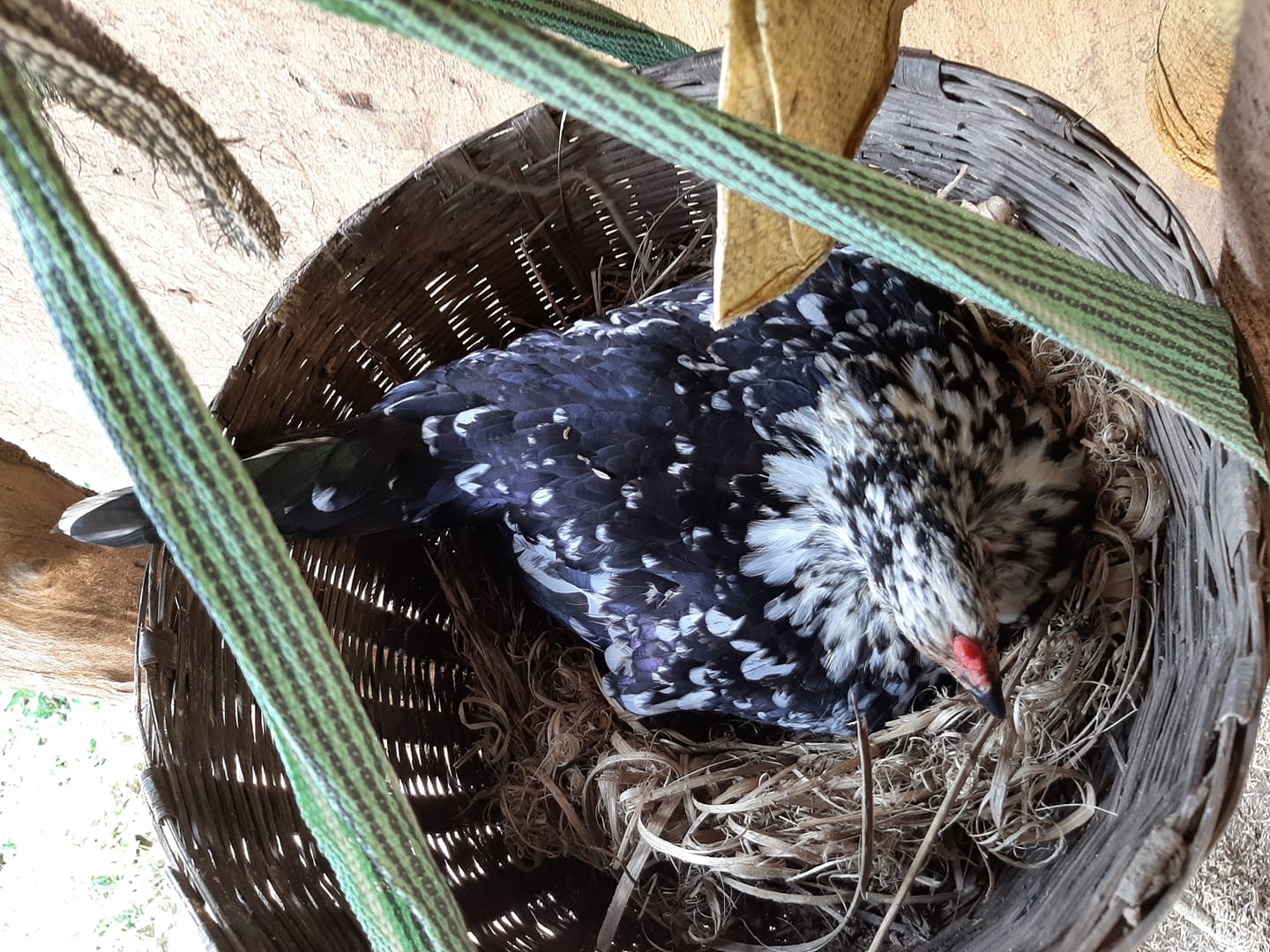 जब मांस-मछली ने छत्तीसगढ़ के गरीब एकाएक घटा दिए थे..