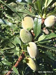 कश्मीर का पेड़ ऑल्मंड 