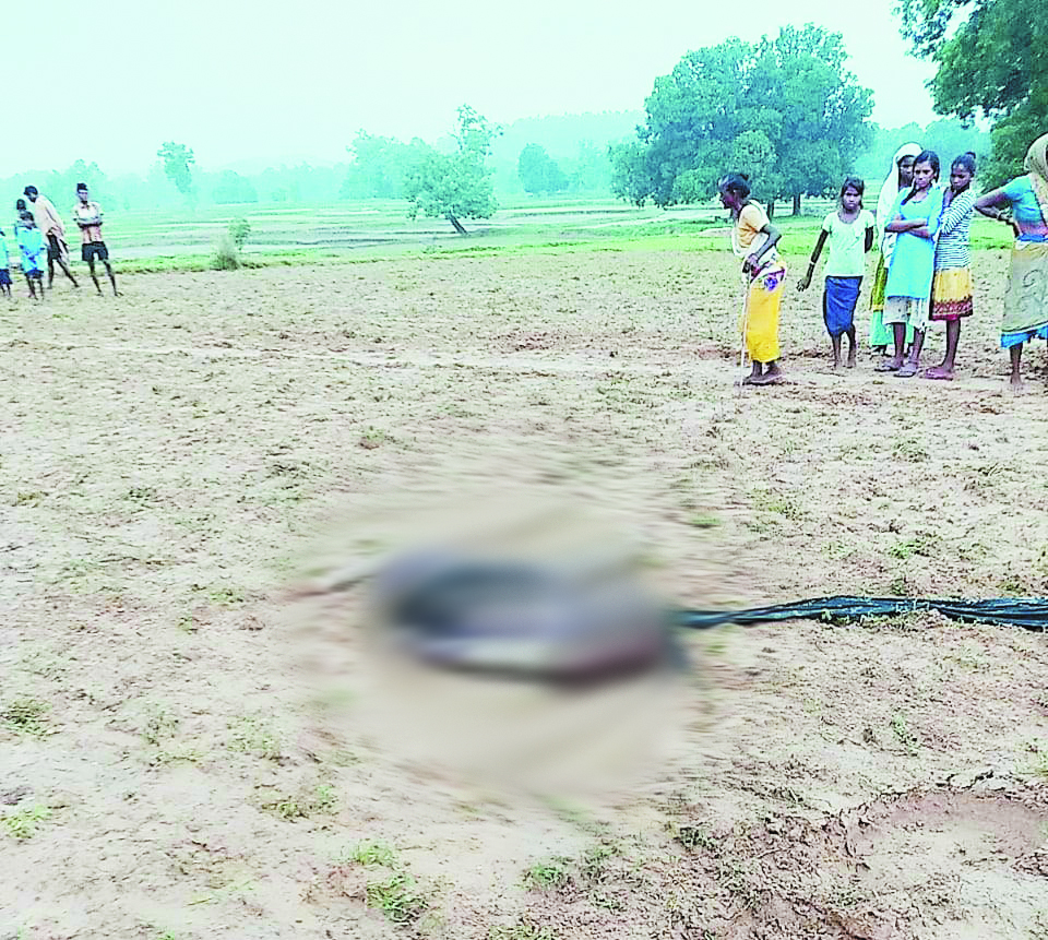 जंगली हाथी के हमले से महिला की मौत जंगली हाथी के हमले से महिला की मौत
