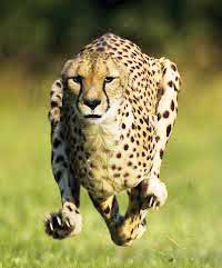  प्रोजेक्ट चीता क्या है?