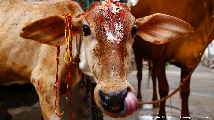 मध्य प्रदेश में गो तस्करी के शक में पीट-पीटकर हत्या, चार गिरफ्तार मध्य प्रदेश में गो तस्करी के शक में पीट-पीटकर हत्या, चार गिरफ्तार