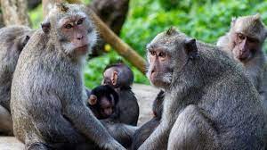 महाराष्ट्र के एक गांव में बंदरों के नाम है 32 एकड़ जमीन