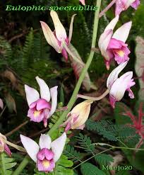 अमरकन्द