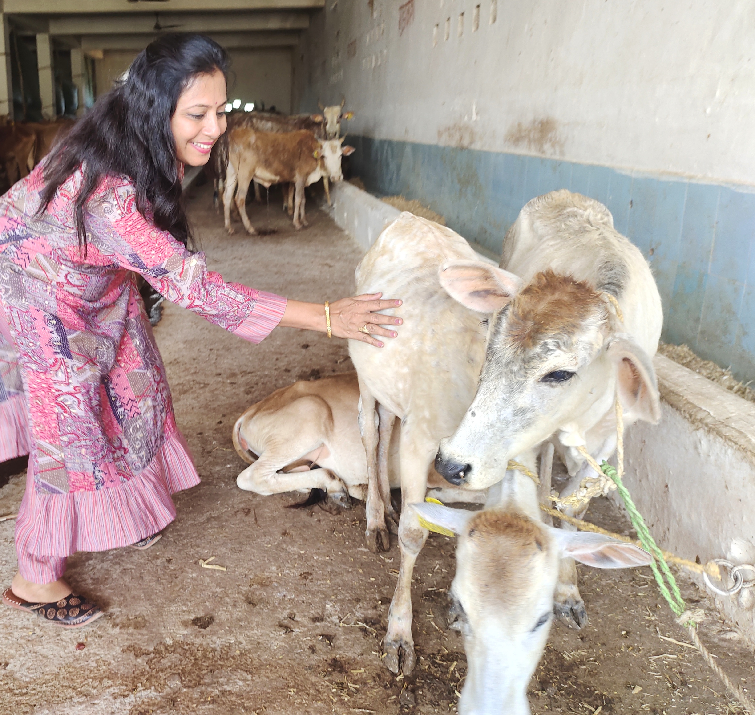 गोपाष्टमी विशेष : कामधेनु सौम्या पालती है 300 बेसहारा गायों को