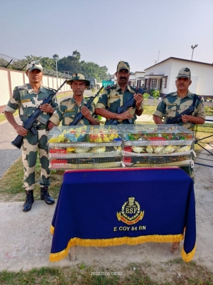बीएसएफ ने अंतरराष्ट्रीय सीमा पर 221 तोतों को तस्करी से बचाया बीएसएफ ने अंतरराष्ट्रीय सीमा पर 221 तोतों को तस्करी से बचाया