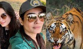 अभिनेत्री रवीना टंडन की गाड़ी सफारी करते हुए बाघ के पास पहुंची, जांच के आदेश अभिनेत्री रवीना टंडन की गाड़ी सफारी करते हुए बाघ के पास पहुंची, जांच के आदेश