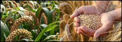 मोटे अनाज अब महीन से मुकाबले को तैयार