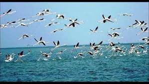 ओडिशा की चिल्का झील में इस सर्दियों में आए 10.93 लाख प्रवासी पक्षी