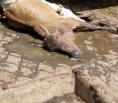 खेत में गाय का शव मिलने से गांव में तनाव