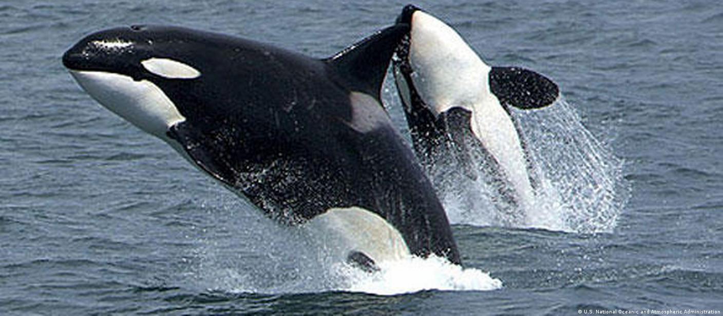 बेटों के लिए बड़े बलिदान करती हैं किलर व्हेल मछलियां