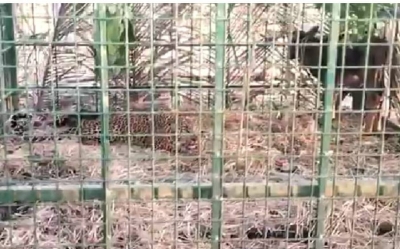 कर्नाटक में वन अधिकारियों ने पकड़े दो तेंदुए कर्नाटक में वन अधिकारियों ने पकड़े दो तेंदुए