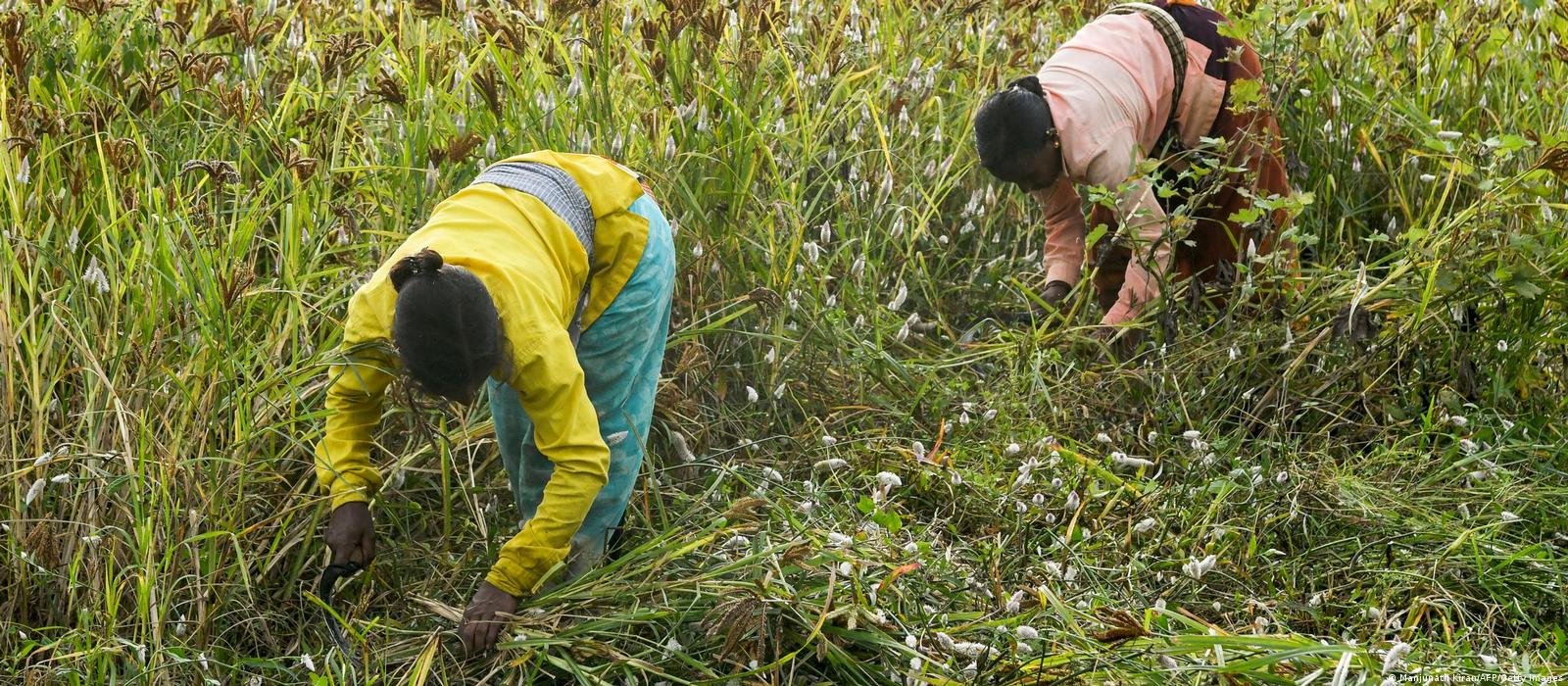 कमाल के अन्न हैं मोटे अनाज, लेकिन खाद्य क्रांति अभी दूर है 