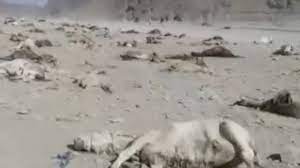 ईरान ने पाकिस्तान-अफ़ग़ान सीमा पर सैकड़ों गधों को क्यों मार डाला ईरान ने पाकिस्तान-अफ़ग़ान सीमा पर सैकड़ों गधों को क्यों मार डाला