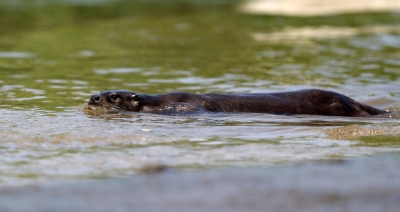 लखनऊ-सीतापुर सीमा पर गोमती नदी में पहली बार देखा गया ऊदबिलाव लखनऊ-सीतापुर सीमा पर गोमती नदी में पहली बार देखा गया ऊदबिलाव