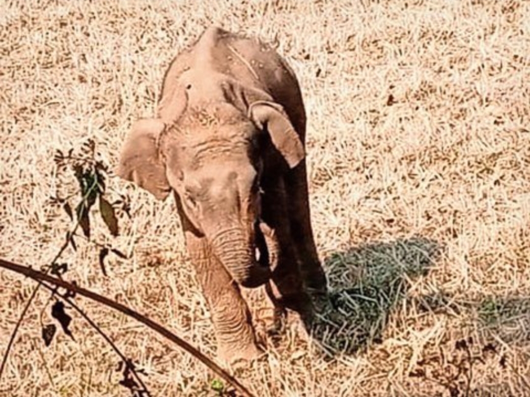 ओडिशा के जंगल में आग, दल से बिछड़े हाथी शावक की तपकरा में मौत ओडिशा के जंगल में आग, दल से बिछड़े हाथी शावक की तपकरा में मौत