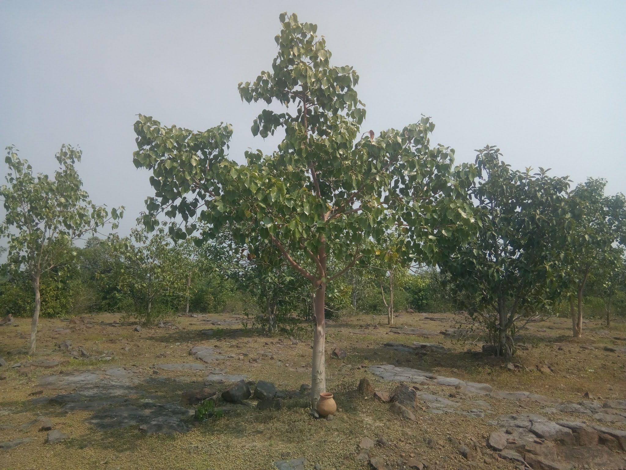 लक्ष्य के प्रति समर्पण और बदलाव की कहानी कह रहा पत्थरों के सीने में हरे-भरे पेड़ की जड़ों पर पानी से भरे घड़े 