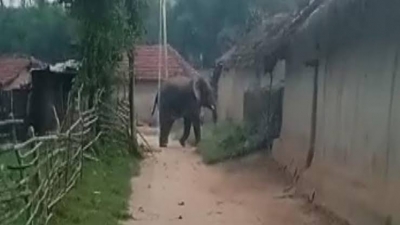 झारखंड में 5 साल में 462 लोगों की मौत के बाद उठी हाथी कॉरिडोर की मांग