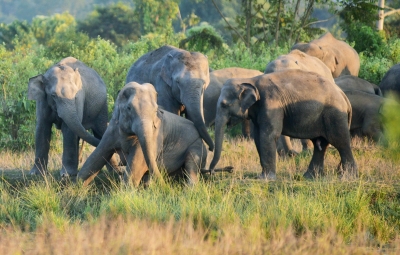 असम : संघर्षों में हर साल 80 हाथियों, 70 इंसानों की जाती है जान असम : संघर्षों में हर साल 80 हाथियों, 70 इंसानों की जाती है जान