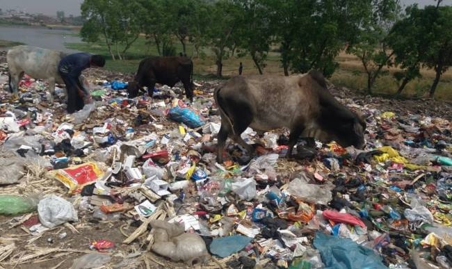 समुद्री जीवों के लिए काल बना रहा प्लास्टिक का कचरा, पक्षियों में पनप रही बीमारी