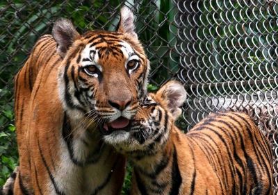 एनटीसीए के दबाव के चलते पर्यटकों के लिए सप्ताह में एक दिन बंद रहेगा टाइगर रिजर्व