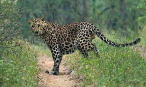 महाराष्ट्र के चंद्रपुर जिले में तेंदुए के हमले में बच्चे की मौत