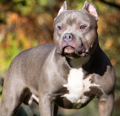 दिल्ली में 17 साल की लड़की को अमेरिकन बुली डॉग ने काटा, केस दर्ज