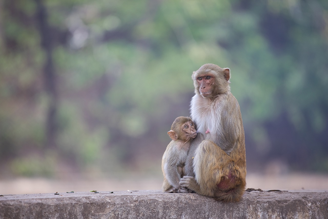 चीन को एक लाख बंदर क्यों भेज रहा है श्रीलंका? चीन को एक लाख बंदर क्यों भेज रहा है श्रीलंका?