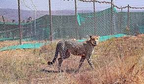 मप्र : कुनो नेशनल पार्क में दो महीने पृथकवास में रहने के बाद बड़े बाड़ों में छोड़े गए 12 चीते