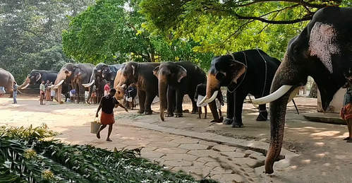 गुरुवयूर मंदिर के 41 हाथियों की आज से एक माह तक चलेेगी विशेष थेरेपी गुरुवयूर मंदिर के 41 हाथियों की आज से एक माह तक चलेेगी विशेष थेरेपी