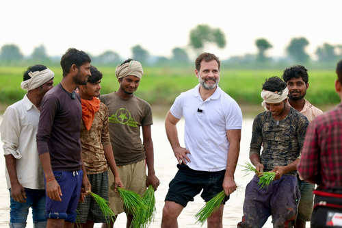 राहुल गांधी अचानक किसानों के बीच पहुंचे, साथ में की धान की रोपाई राहुल गांधी अचानक किसानों के बीच पहुंचे, साथ में की धान की रोपाई