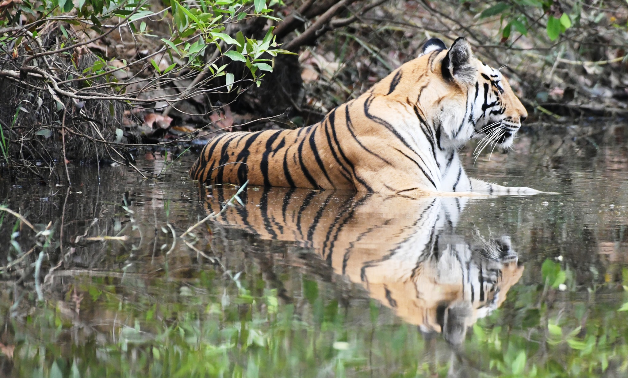 टाइगर-डे 29 जुलाई पर विशेष - घर में नहीं दाने और  अम्मी चली भुनाने..!