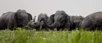 तमिलनाडु वन विभाग हाथियों के प्रवास की कर रहा तैयारी