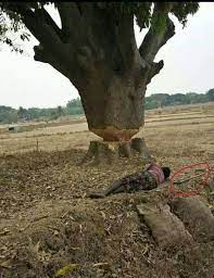 प्रकृति केंद्रित विकास