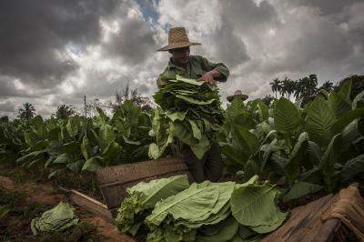कैंसर के कई रूपों से लड़ने की क्षमता रखता है तंबाकू का पत्ता : शोध
