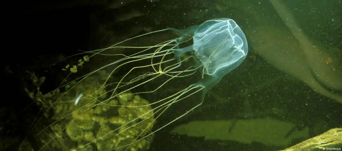 मस्तिष्क-रहित जीव कैसे सीखते हैं?