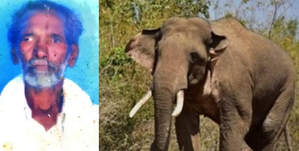 जंगली हाथी के हमले में कर्नाटक के किसान की मौत, ग्रामीणों ने किया प्रदर्शन जंगली हाथी के हमले में कर्नाटक के किसान की मौत, ग्रामीणों ने किया प्रदर्शन
