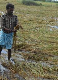 जलवायु परिर्वतन के कहर से मरता किसान