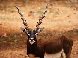 गोंदिया जिले में तेज वाहन की चपेट में आने से एक काले हिरण की जान गयी