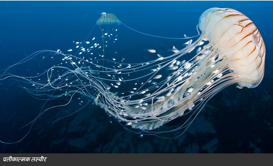 सत्ता की जैली फिश