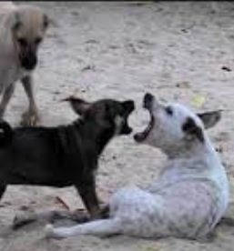 कुत्तों की भाषा , वेदना समझिये