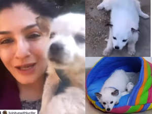 मनाली के सीवर में मिले ब्लाइंड पिल्ले को रवीना टंडन ले आई घर मनाली के सीवर में मिले ब्लाइंड पिल्ले को रवीना टंडन ले आई घर