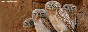 उल्लू चुप रहे, बैठे रहे!