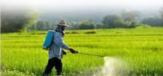 मीलों फैले खेतों से प्रकृति बुरी तरह असंतुलित