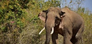केरल: वायनाड में जंगली हाथी ने एक व्यक्ति को कुचला